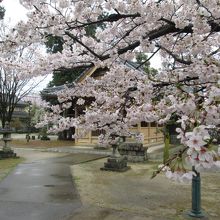 雨と桜と神社