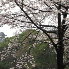 桜越しの犬山城