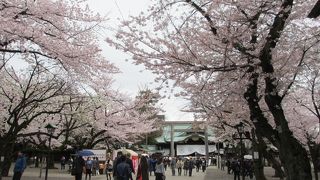 さくらが満開でした