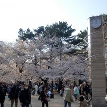 花見の人でにぎわう