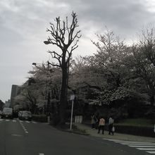 前は桜並木