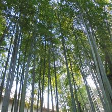 青々とした竹林