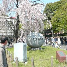 公園入口の枝垂れ桜