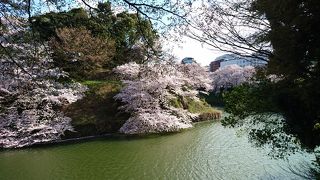 日本一の桜の名所