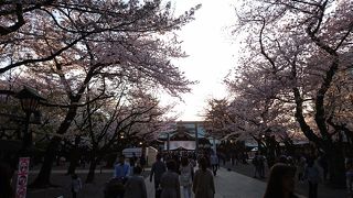 桜満開 裏の庭園が素敵でした