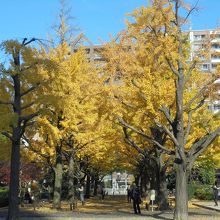 公園内のイチョウ並木