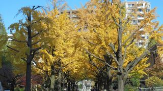 見事な黄葉を見ることができる公園（横網町公園）
