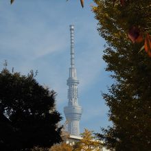 木々の間からはスカイツリーも見えます