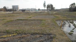 花が咲いているときは看板が出るそうです