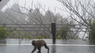 まつパンダ交通