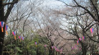 江戸時代からの桜の名所
