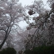 桜のトンネル