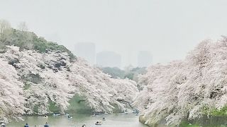桜の名所