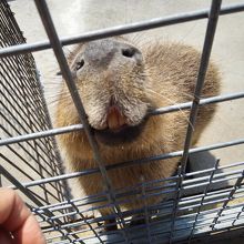 カピバラも 「キャベツちょうだい！」