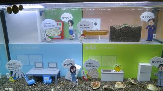 「ZIP朝だよ！貝社員」とのコラボ企画開催中でした