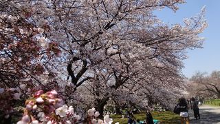 サクラがきれい＆入り口が2つ欲しい。