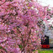 浜寺公園はバーベキューのにおいと子供たちの声につつまれて”さくらまみれ”