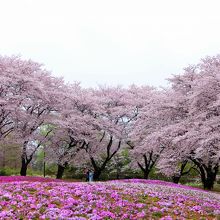 芝桜とソメイヨシノの競演