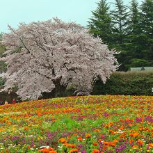 ワイルドな花とのコラボ