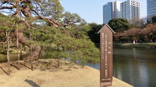 琵琶湖の唐崎の松の代わり