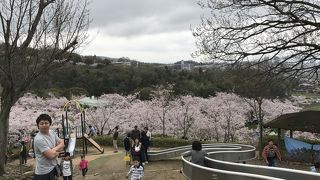 摂津峡さくらまつり