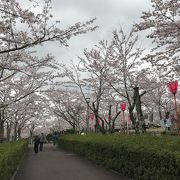 ４月上旬は桜が満開でした