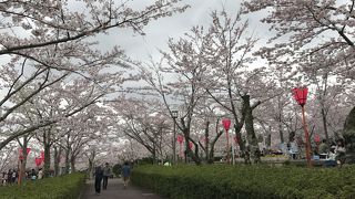 ４月上旬は桜が満開でした