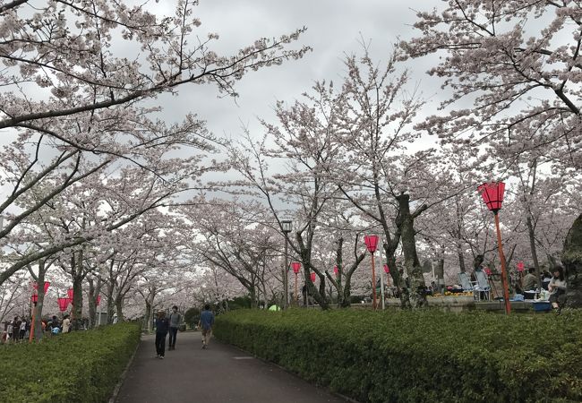 ４月上旬は桜が満開でした