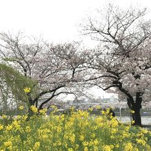 菜の花とサクラ