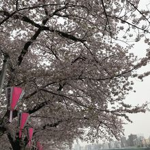 桜のトンネルの川沿い
