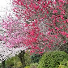 五月山の３色桜