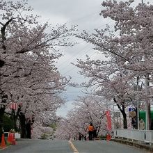 五月山公園の桜並木