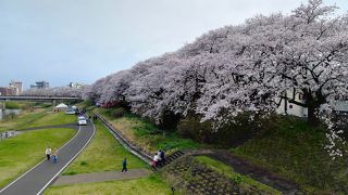 川沿いの桜満開