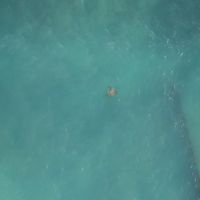 部屋からウミガメが見えた