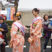 公害に強い大島桜を植えて楽しんだというのがさくらまつりの起源