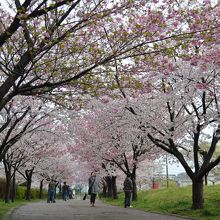 素晴らしい桜並木。