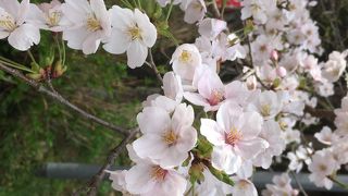桜の山桜華園
