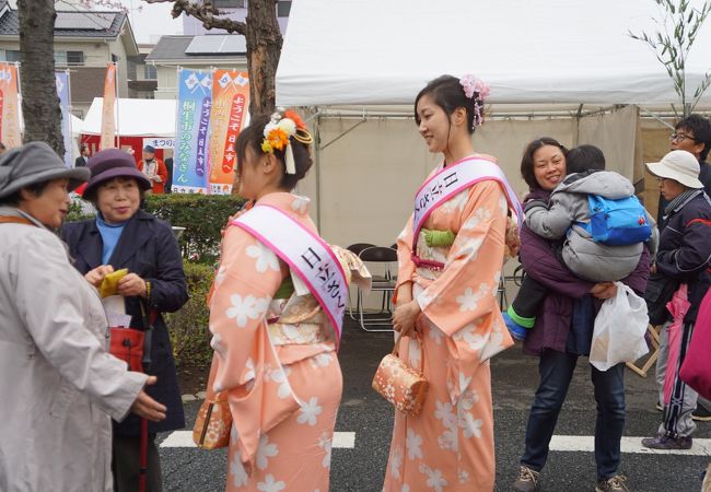 公害に強い大島桜を植えて楽しんだというのがさくらまつりの起源