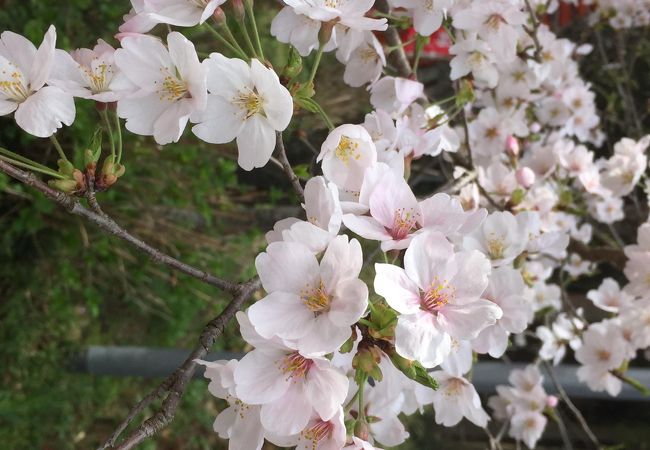 桜の山桜華園