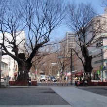 素晴らしかったけやき並木