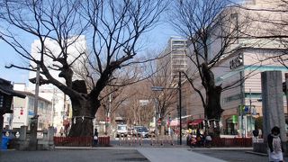 素晴らしい並木路