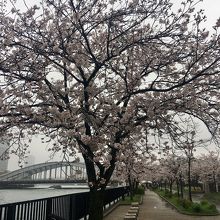 桜のプロムナード