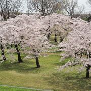 桜の季節はお勧めです