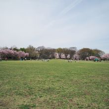 公園の広場