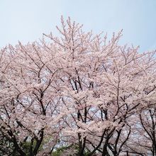 満開の桜