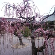 しだれ梅が綺麗な神社