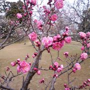 松阪公園の梅