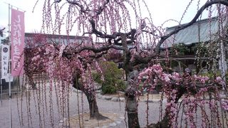 しだれ梅が綺麗な神社
