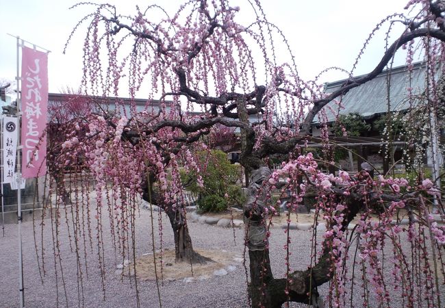 しだれ梅が綺麗な神社