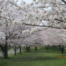 年経てば桜のトンネルが出来る